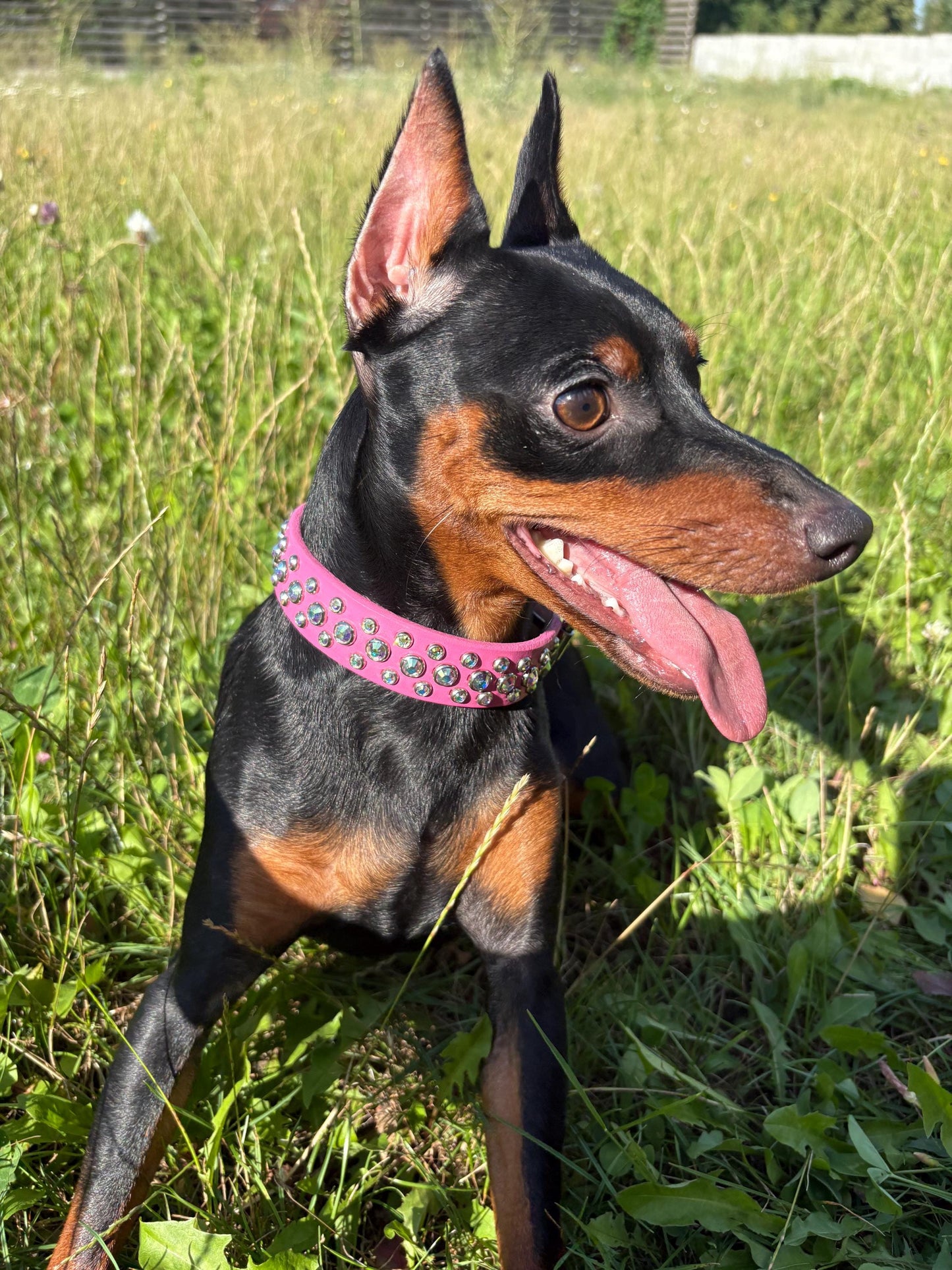 Italian leather dog collar with rhinestone Crystal collar for dog Pink dog collars with rhinestone
